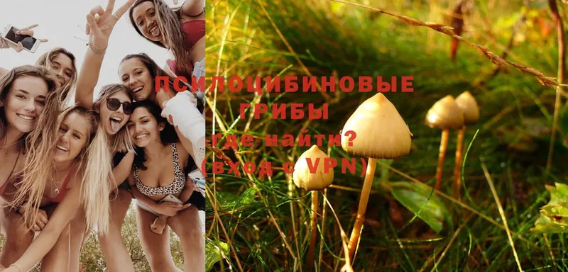 Псилоцибиновые грибы Psilocybe  Можайск 